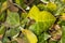 Close up of aging green and yellow ivy leaves