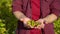 Close-up of an agronomist with soybean fruits in hands. Concept ecology, bio product, natural products