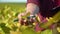 Close-up of an agronomist with soybean fruits in hands. Natural products concept