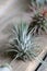 Close up of air plant Tillandsia ionantha on wooden surface. Trendy indoor garden ideas