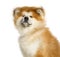 Close-up of Akita Inu, 1 year old, isolated