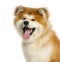 Close-up of Akita Inu, 1 year old, isolated