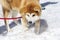 Close-up of Akita Inu, Akita inu dog close-up portrait. Japanese Dog Akita Inu Winter Background. Shiba inu.  6 months old puppy