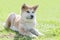 Close up on Akita inu puppy purebreed dog on the grass