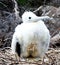 Close up of Albatross chick, Floreana, Galapagos Islands, Ecuador
