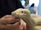 The Close up albino boa constrictor snake`s head resting on human finger.