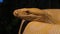 Close Up of Albino Burmese Python at Jakarta Aquarium and Safari