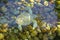 Close up of albino sea turtle under water