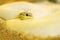 Close up of albino white rat snake is curled up with blurred background