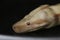 Close-up of Albinos Boa constrictor, Boa constrictor, 2 months old, in front of white background