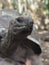 Close up of an aldabra giant tortoise - prison island