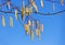 Close up of alder branch with earrings on blue spring sky. Shallow depth of field