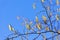 Close up of alder branch with earrings on blue spring sky. Shallow depth of field