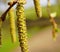 Close up of alder over green leaves reated using generative ai technology