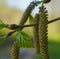 Close up of alder over green leaves reated using generative ai technology