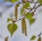 Close up of alder over green leaves reated using generative ai technology