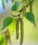 Close up of alder over green leaves reated using generative ai technology