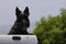 Close up of alert black Scottish terrier in back of white pickup truck