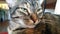 Close up of an alert Gray Tabby Cat.