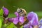 Close-up alfalfa leafcutting bee on violet lucerne bloom