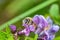 Close-up alfalfa leafcutting bee on violet lucerne bloom