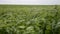 Close up of Alfalfa Medicago sativa field. Lucerne and meadow grass during the blowing wind. Important agricultural forage crop