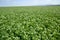 Close up of Alfalfa Medicago sativa field in Slovakia. Lucerne and meadow with village in background. Important agricultural