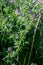 Close-up of an alfalfa plant in a meadow