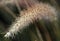 Close up of alfalfa wheat grass