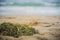 Close up of algae on the beach sand