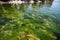 close-up of algae bloom, caused by high levels of nutrients in water