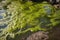 close-up of algae bloom, caused by high levels of nutrients in water