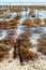 Close-up on algae cultivation, Zanzibar