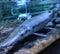 Close Up Alligator Gars in Seaworld Ancol