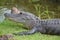 Close-up of an Alligator on grass near a swamp