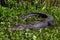 Close up of a Alligator Lurking in the Swamp of Elm Lake, at Brazos Bend State Park