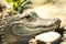 Close up of alligators face
