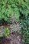 Close up of Allium seed heads in a garden in summer in Wisconsin