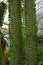 Close up of Alluaudia procera cactus. Botanical garden Heidelberg, Baden Wuerttemberg, Germany