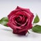 Close up allure Crimson rose in exquisite contrast on pristine white