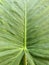 Close up of alocasia macrorrhizos