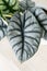 Close up of Alocasia silver dragon leave