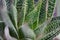 Close up of aloe cactus. natural background, soft focus, toned