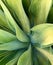 Close up of aloe cactus succulent detail