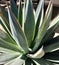 Close up of an aloe cactus succulent plant