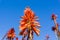 Close up of aloe flower on the Pacific Ocean shoreline, Santa Cruz, California