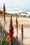 Close-up of aloe flowers