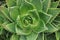 Close up of Aloe perfoliata rosette in a garden