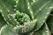 Close-up of an Aloe plant