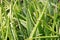 Close up of Aloe Vera leaves